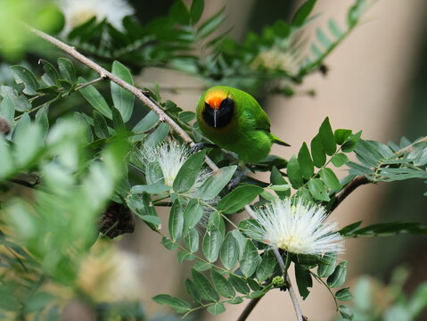 Golden-fronted Leafbird/Chloropsis aurifrons