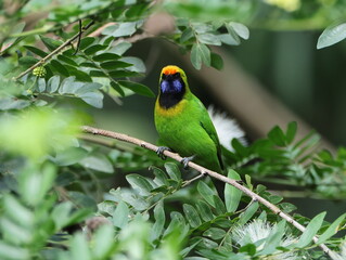 Golden-fronted Leafbird/Chloropsis aurifrons