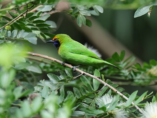 Golden-fronted Leafbird/Chloropsis aurifrons
