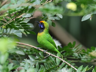 Golden-fronted Leafbird/Chloropsis aurifrons