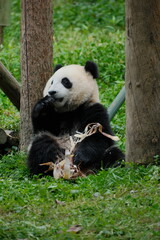 Fototapeta premium Cute Panda of Chengdu,China