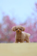 河津桜が咲くドッグランで遊ぶトイ・プードル