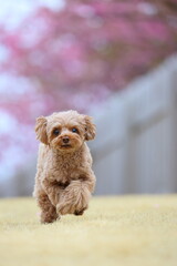河津桜が咲くドッグランで遊ぶトイ・プードル