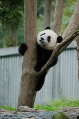 Obraz premium Cute Panda of Chengdu,China