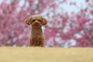 河津桜の前の芝生にいるトイ・プードル