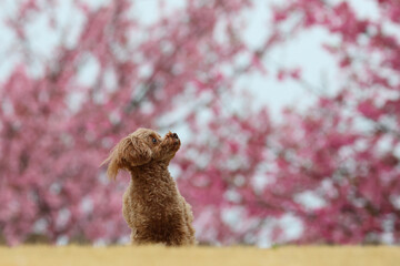 河津桜の前の芝生にいるトイ・プードル