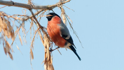 great spotted woodpecker on branch