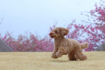 河津桜が咲くドッグランで遊ぶトイ・プードル
