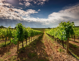 Naklejka premium A vineyard with rows of grapevines captured under cloudy skies, emphasizing nature and organic production