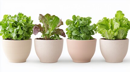 Fototapeta premium Four Potted Lettuce Plants In Row