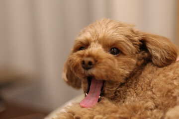 あくびをするトイ・プードル