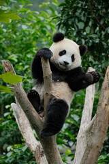 Cute Panda of Chengdu,China