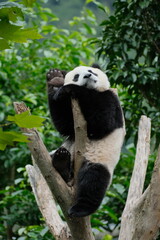 Cute Panda of Chengdu,China
