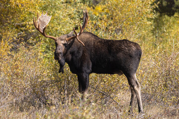 Bull Moose in Autumn in Grand Teton National Park Wyoming