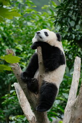 Cute Panda of Chengdu,China