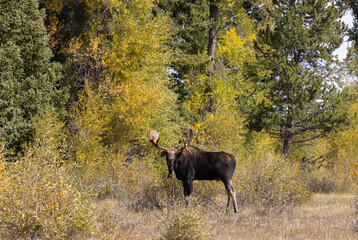 Bull Moose in Autumn in Grand Teton National Park Wyoming