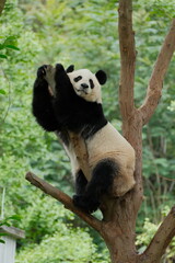Obraz premium Cute Panda of Chengdu,China
