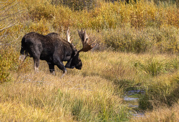 Bull Moose in Autumn in Grand Teton National Park Wyoming