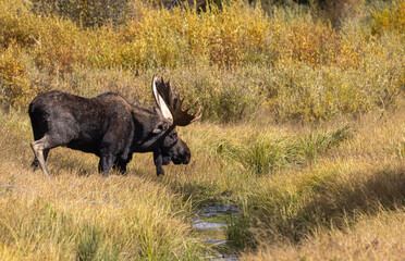 Bull Moose in Autumn in Grand Teton National Park Wyoming