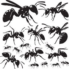 Black Ant Silhouette Vector, High Quality Illustration on White Background
