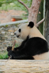 Obraz premium Cute Panda of Chengdu,China