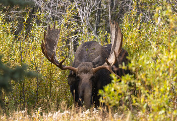 Bull Moose in Autumn in Grand Teton National Park Wyoming