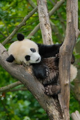 Cute Panda of Chengdu,China