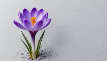 Blooming crocus flower nature botanical image minimal background close-up beauty