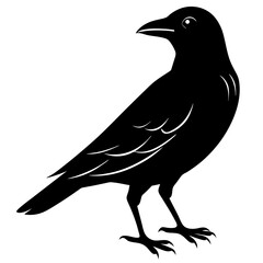 Fototapeta premium crow silhouette vector icon white background 