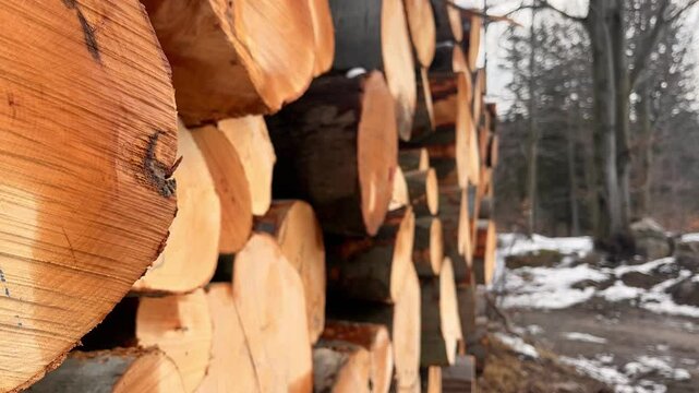Neatly stacked logs with a distinct orange hue on the cross-sections, placed in a stack in a winter forest.