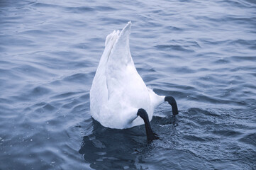 white swan in the water