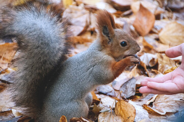 squirrel eating nut