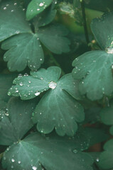 water drops on a leaf