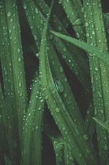 dew on a leaf