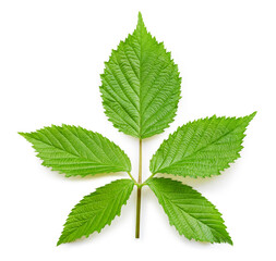 Blackberry leaves isolated on white background. Leaves element with clipping path