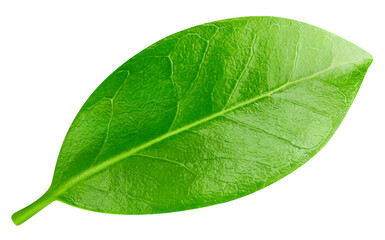 Leaf macro studio photo. Leaf isolated on white background. Clipping path Leaf