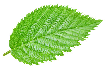 Blackberry leaf. Blackberry leaf isolated on white background. Blackberry leaf clipping path