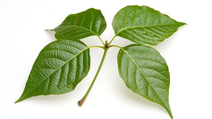 Fototapeta premium Bright Green Leaves on a White Background Showcasing Natural Texture and Healthy Appearance