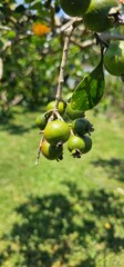 Young guava on tree branch against grass