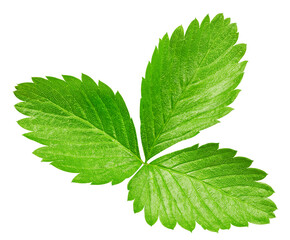 Strawberry leaf isolated on white. Strawberry leaf Clipping Path. Strawberry studio macro shooting