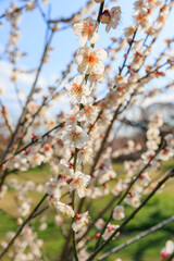 春の訪れを告げる梅の花