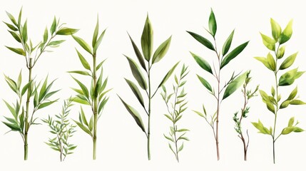 Fototapeta premium Collection of green plant stems and leaves for botanical design and decoration