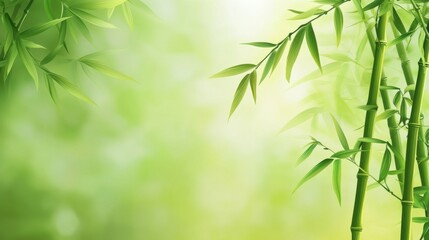 Serene green bamboo forest with sunlight for nature background design