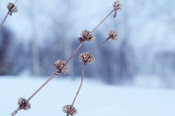 snow covered branches