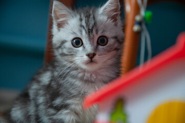 cat in the basket