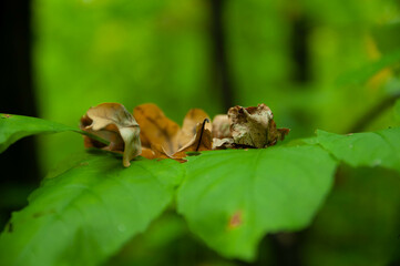 green leaf of a tree