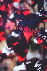 red and black