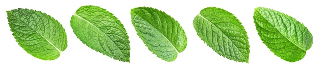Mint leaf isolated on white. Pepper mint collection clipping path. Mint leaf macro studio photo