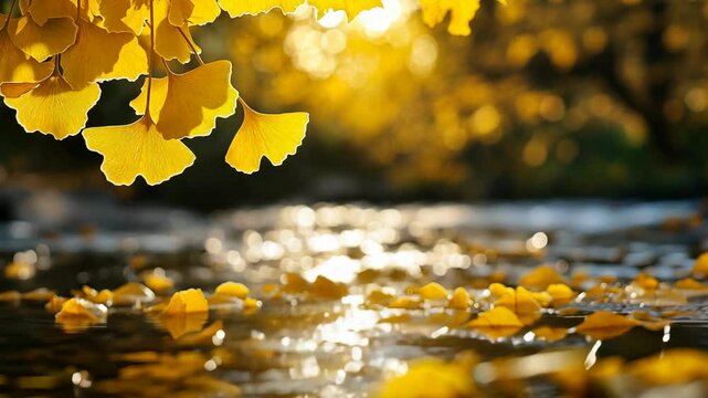 beautiful yellow leaves of Gingko tree sway in wind in autumn season 