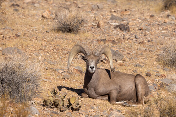 Desert Bighorn Sheep Ram in Winter in the Nevada Desert